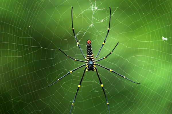 克罗多蛛昆虫记概括是什么?