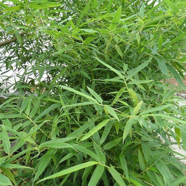 刚竹图册_360百科