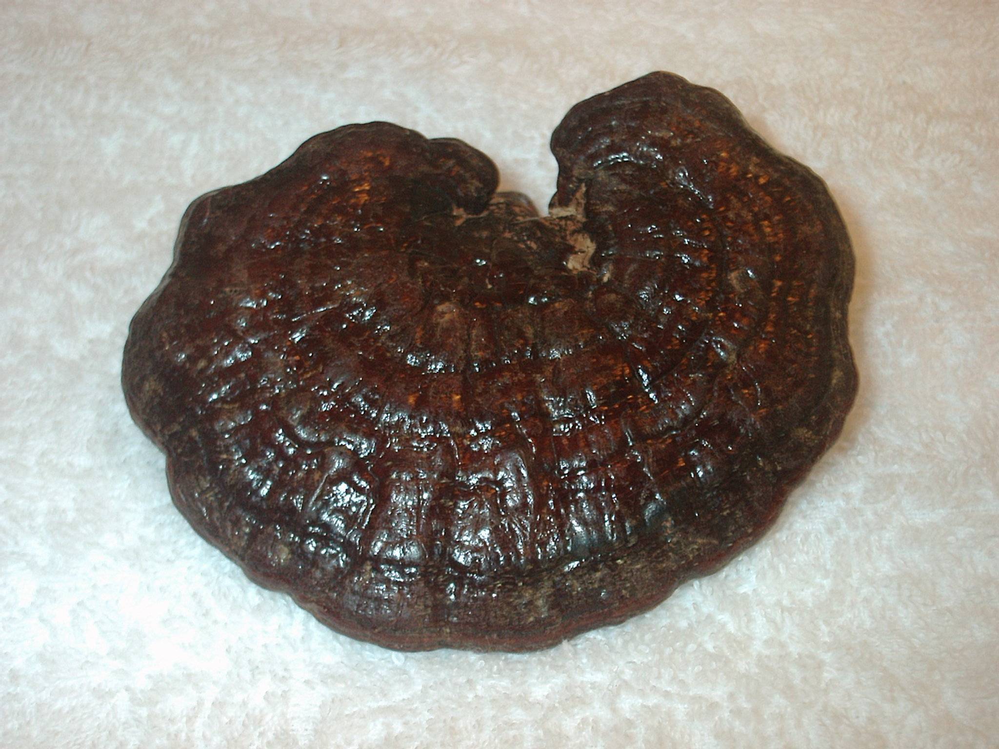 紫芝图册_360百科