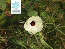 芙蓉麻图册_360百科