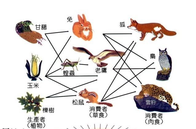 杂食动物图册_360百科