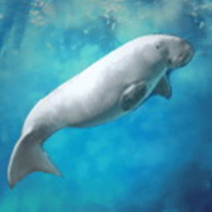 海洋生物图册_360百科