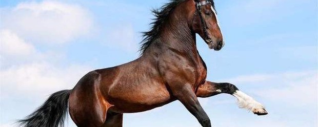 属马人2021年运势运程