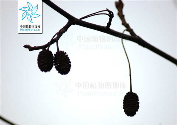 桤木属图册_360百科