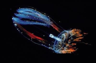 海洋发光生物图册_360百科