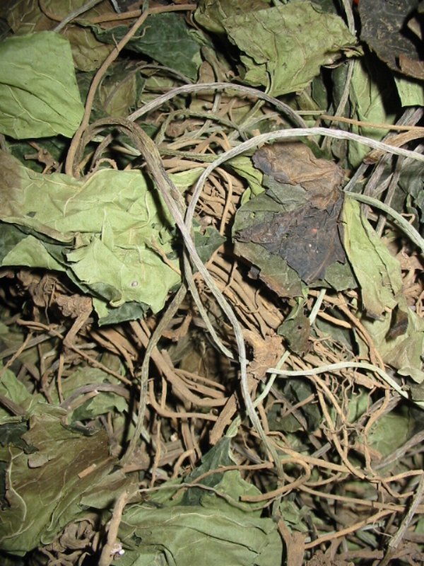 火麻头图册_360百科