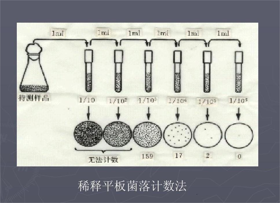 平板菌落计数法图册_360百科
