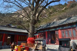 竹子庵图册_360百科