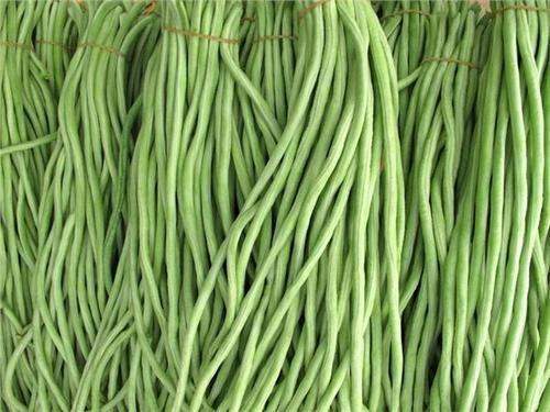 豆角是四季豆