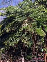 华幌伞枫图册_360百科