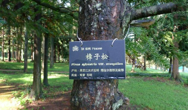 樟子松图册_360百科