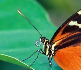 触角图册_360百科