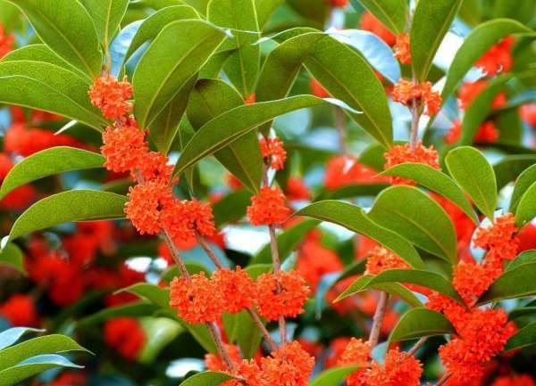 血桂是什么桂花品种_360问答