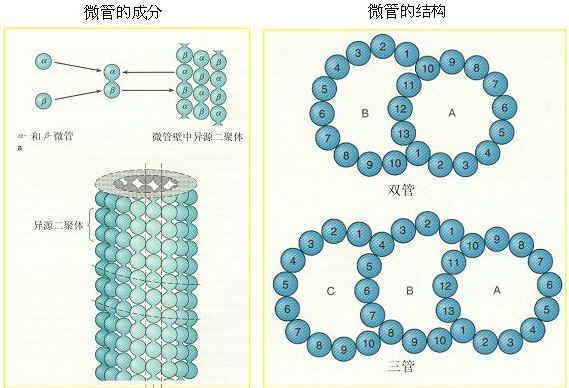 微管图册_360百科