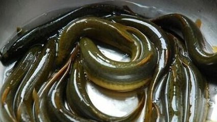 鱼鳅图册_360百科