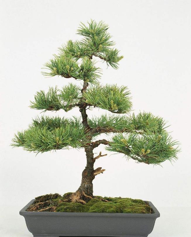 日本五针松(松科松属植物)_360百科
