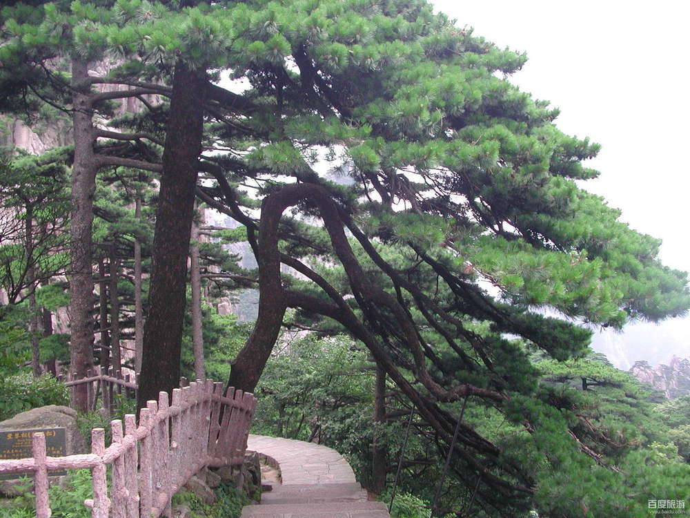 竖琴松图册_360百科