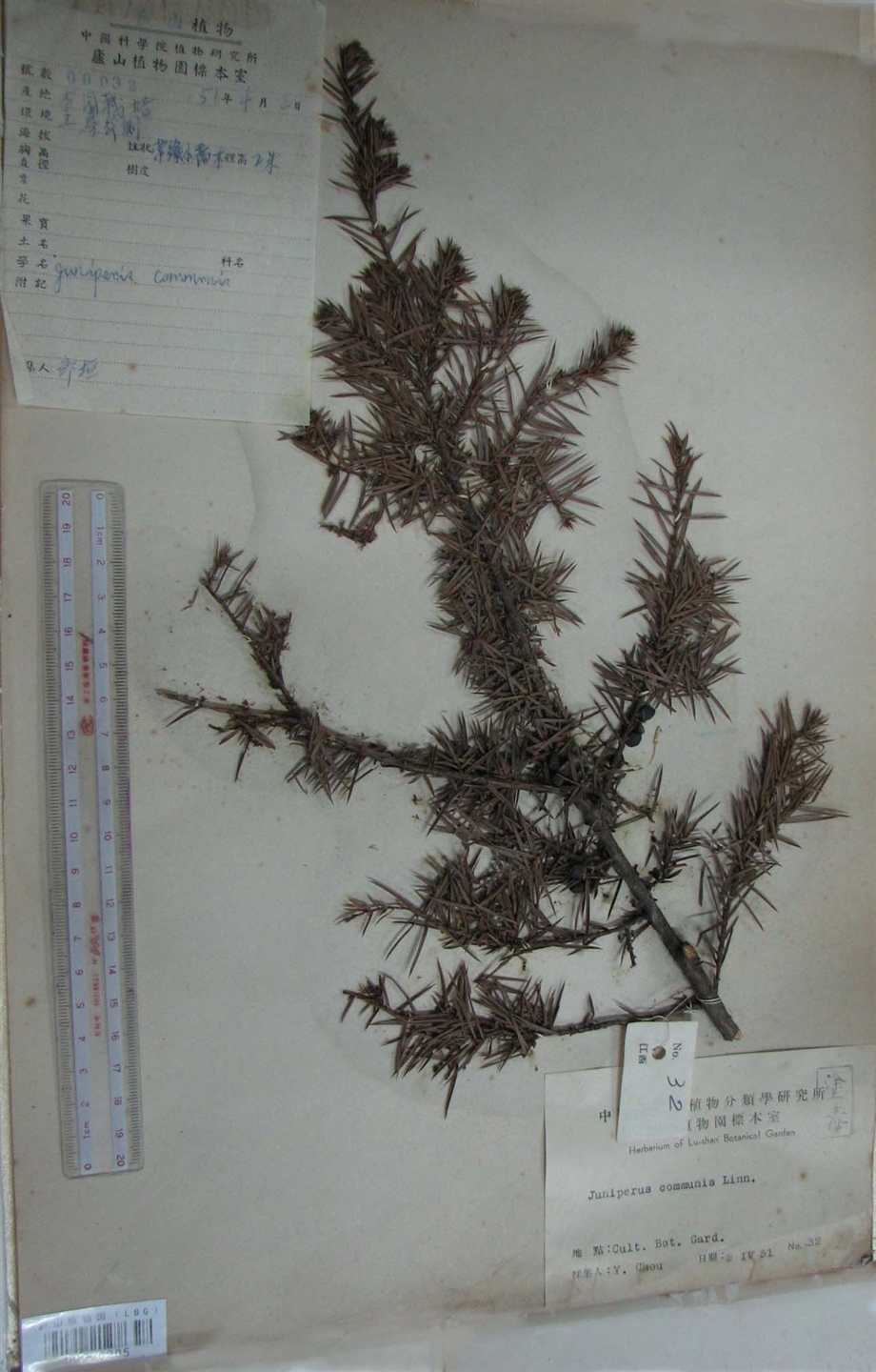 欧洲刺柏图册_360百科