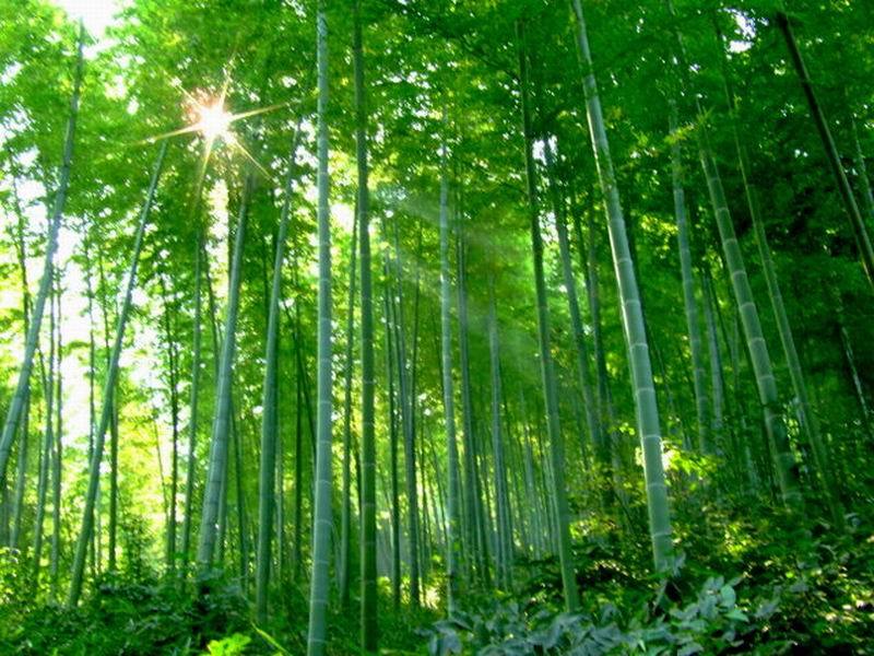 昆明实心竹图册_360百科