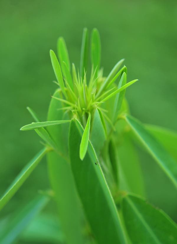 奇草图册_360百科