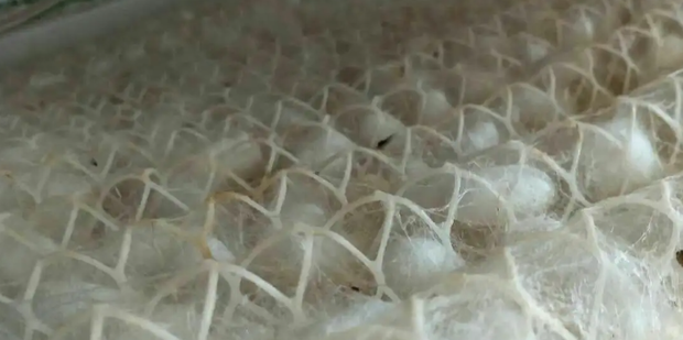 蚕茧怎么抽丝_360新知