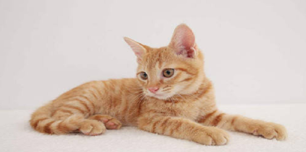 如何养好一只小橘猫_360新知