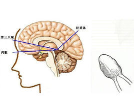 松果体图册_360百科
