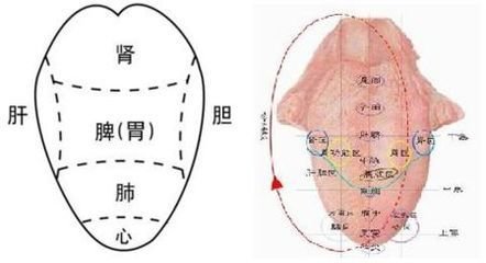 舌相_360百科