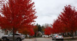 中国花木之乡图册_360百科