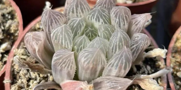 多肉种类大全玉露 t01c555a456910ab325.png