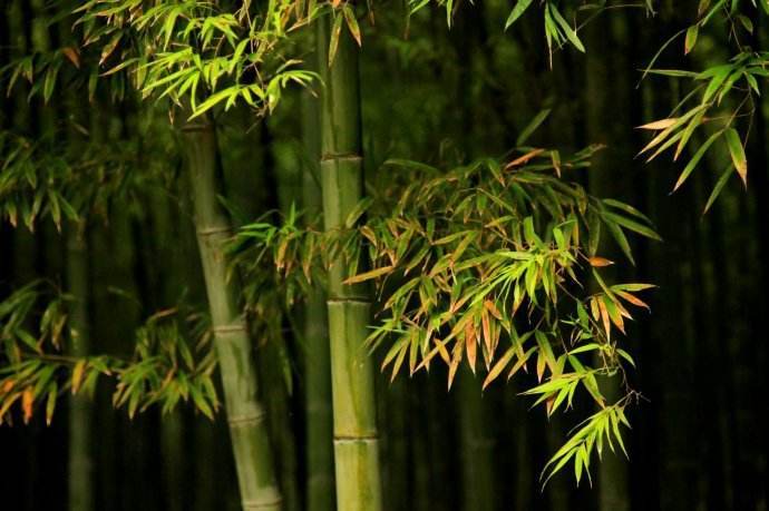 秋竹图册_360百科