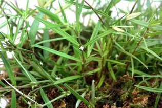 纤枝耳叶苔图册_360百科