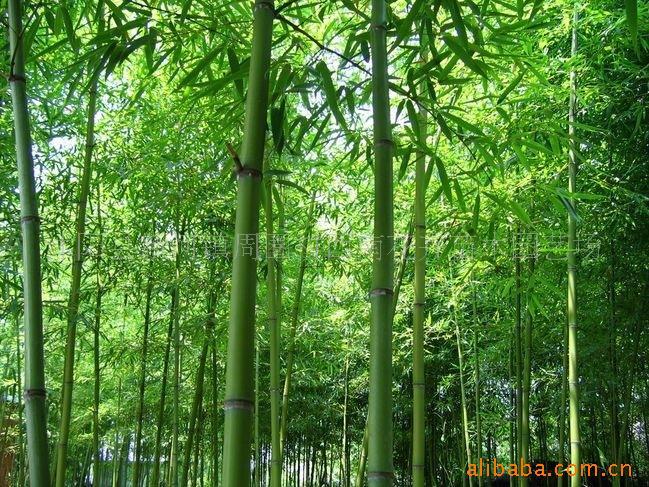 刚竹组图册_360百科