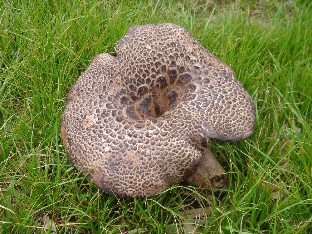 覆瓦状图册_360百科