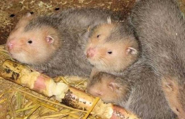 野生竹鼠養殖技術