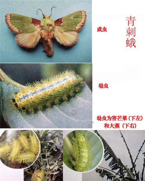贝刺蛾图册_360百科