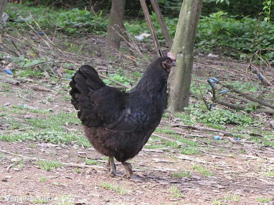 江山乌骨鸡养殖基地图片