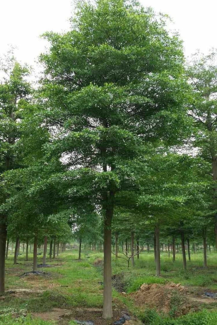 小叶榄仁图册_360百科