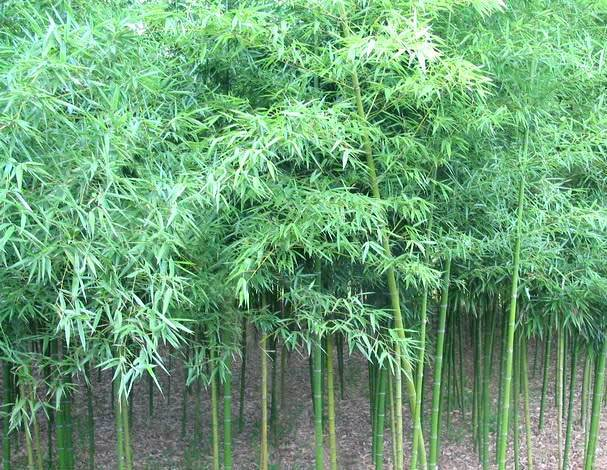 刚竹图册_360百科