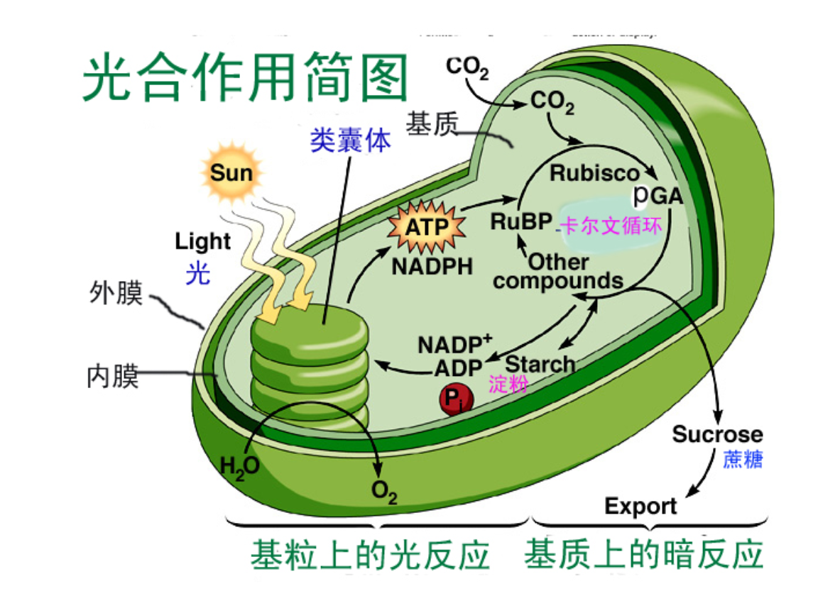 光反应过程图解图片