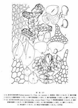 欧耳叶苔图册_360百科