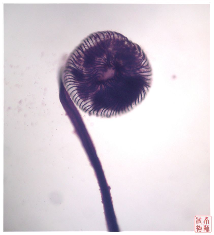 粘菌门图册_360百科