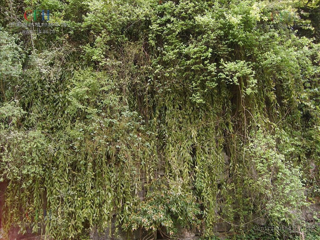 香荚兰属图册_360百科
