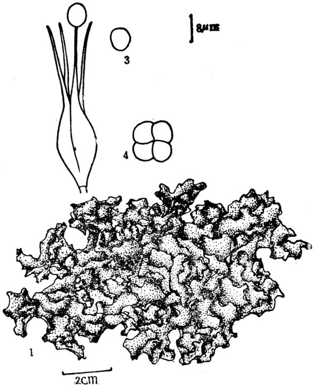 猪苓有哪些特征?_360问答