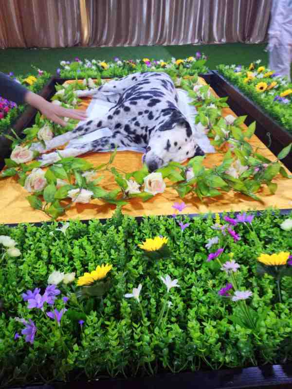 上海女孩为宠物火化、烧纸、立牌位花费近2000元！市人大代表最新呼吁哈希娱乐- 哈希游戏平台- 哈希游戏官方网站