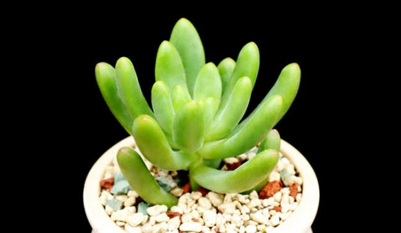 多肉柠檬手指是春萌吗?_360问答