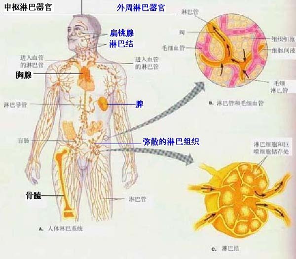 淋巴组织图册_360百科
