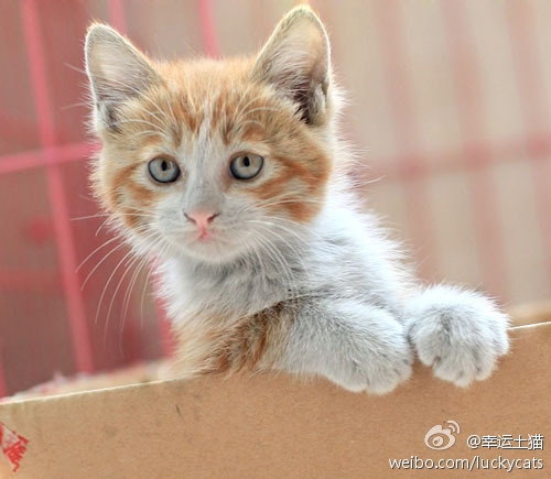 土猫图册_360百科
