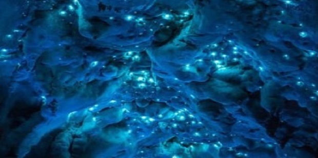 盘点自然界中的十大发光生物_360新知