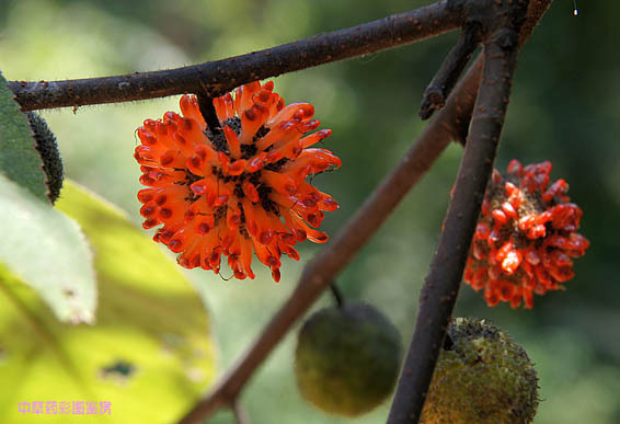 楮树根图册_360百科